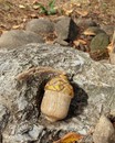 Підвіска жолудь з дерева манго (золотистий, 7*5 см)