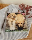 Паперові серветки "Собачки" ( 17 x 17 x 2 см)