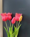 Букет тюльпанів (лососевий колір, 5 шт., 48 см)