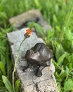 Садова жабка (Німеччина, чавун, h 9*15*10 см)