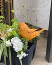 Металева курочка №1 (Німеччина, 19*10.5*h 19.5 см)