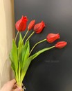 Букет червоних тюльпанів ( 5 шт., 40 см)