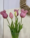 Букет рожевих тюльпанів ( 5 шт., 48 см)